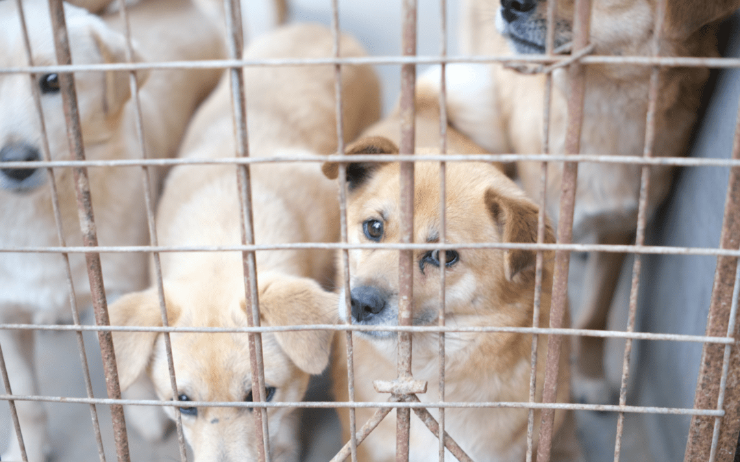 puppies in a cage