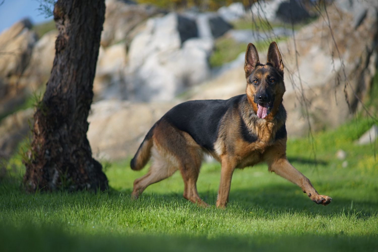 closeup portrait of a cute german shepherd dog running on the grass