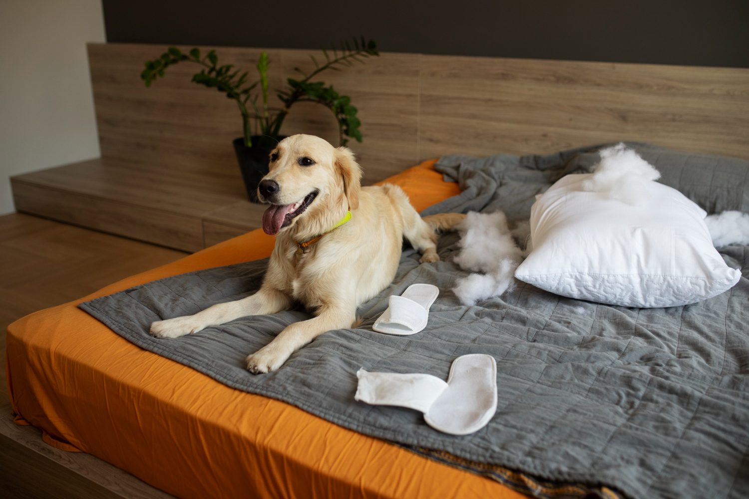 dog laying in bed after biting pillow