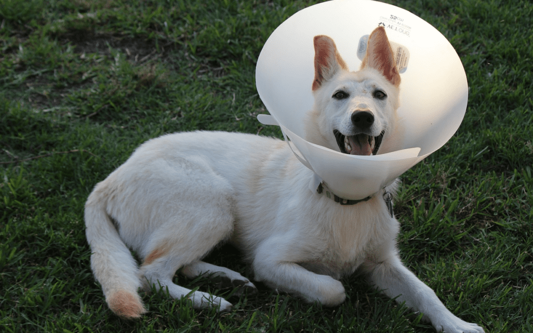 Dog cone neuter best sale