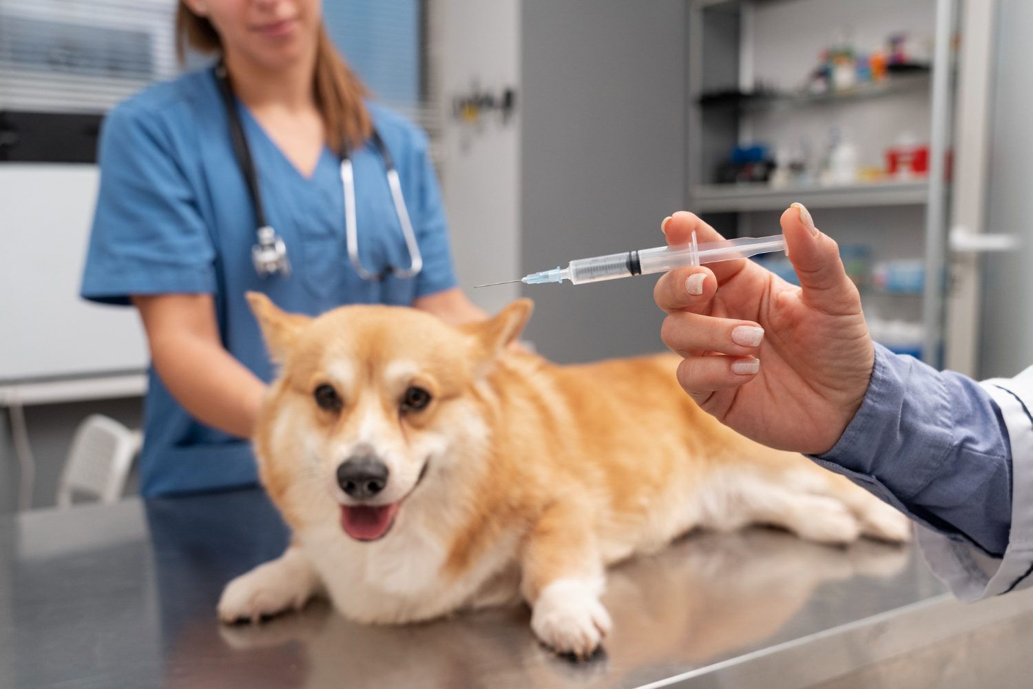 veterinarian taking care of pet dog