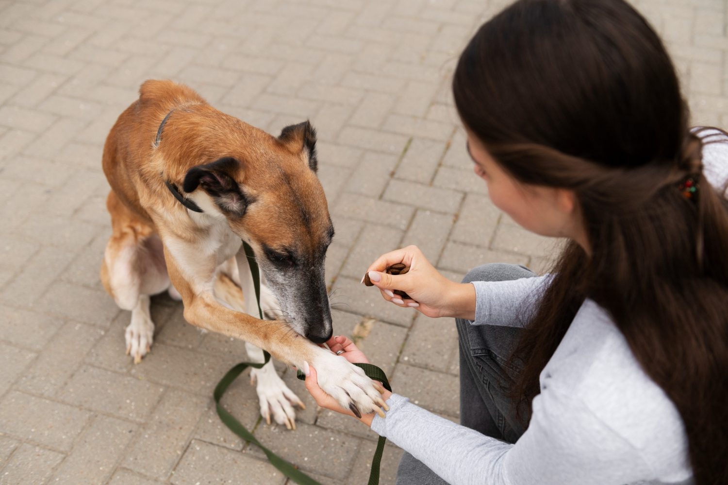 woman-training-dog-high-angle