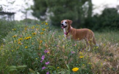 From Risk to Rescue: The Journey of Southern Shelter Dogs and Cats